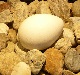 京都水族館のペンギンの卵