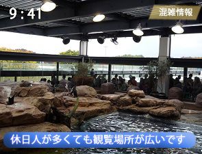京都水族館のペンギンゾーンの混雑