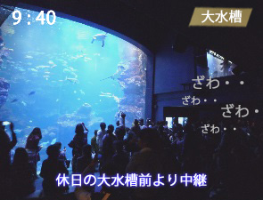 京都水族館の大水槽の混雑