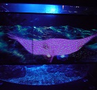 京都水族館の3Dプロジェクションマッピング