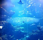 京都水族館の大水槽