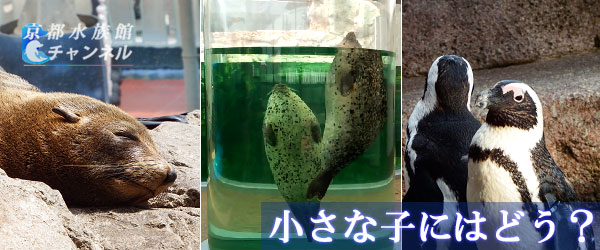 京都水族館の生き物たち